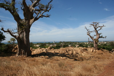 baobab